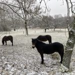 Divocí koně pomohou s obnovou původních lučních porostů ve Štítarech