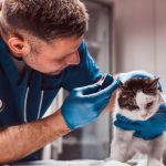 Od října bude v kraji fungovat veterinární služba první pomoci